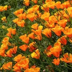 Cal poppy