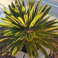 Sago Palm