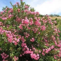Oleander