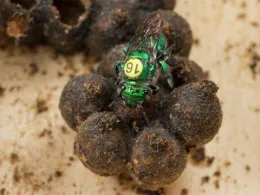 Orchid bee. (Courtesy of Thomas Eltz)