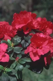 Azalea, UC IMP, Jack Kelly Clark