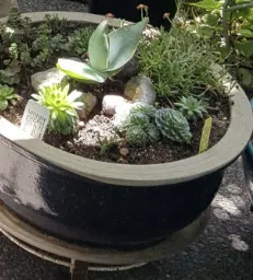 Aloe in center of pot.