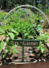 Hope and plants grow in the Paradise Community Gardens after the Camp Fire