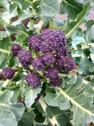Purple Sprouting Broccoli