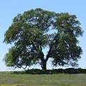 oak tree