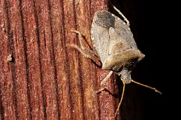 Consperse stink bug adult