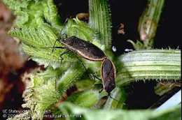 Squash bug adults