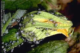 Squash bug nymphs
