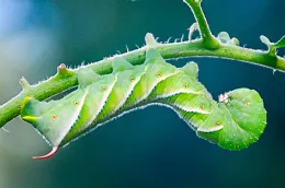 Tobacco hornworm