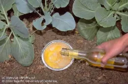 A hand pours beer into a shallow metal dish in a garden, surrounded by leafy green plants, to trap snails and slugs.