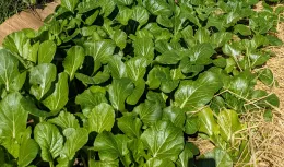 A dense patch of thriving Bok Choy plants with glossy green leaves, showcasing various shapes and sizes, growing in a soil bed with hints of straw mulch.