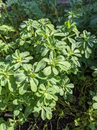 A dense growth of vibrant green fenugreek plants with palmate leaves, showing healthy foliage and new shoots in a garden setting.