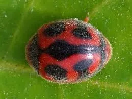 vedalia beetle