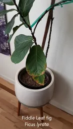 Ficus lyrata with burnt leaf margins