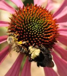 A honey bee and yellow-faced bumble bee, Bombus vosnesenskii, sharing a purple coneflower in the UC Davis Department of Entomology and Nematology's Honey Bee Haven. (Photo by Kathy Keatley Garvey)