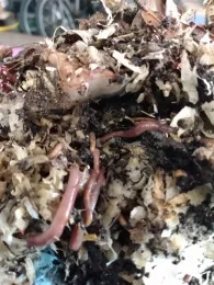Red wigglers inside their bin.