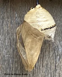 This is the empty pupal case from which Henry eclosed. (Photo by Alanna Brady)