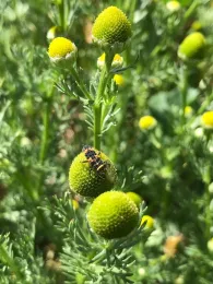 Lady beetle larva on top of yellow and green inflorescence.