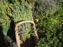 Freshly harvested herbs.