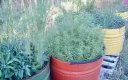 Herbs growing in containers.