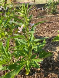 Blooming plants at the end of August.