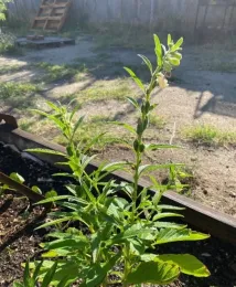 Green seed pods (capsules) along the stems in early September.