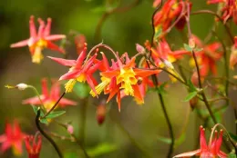 Western columbine – Aquilegia formosa