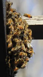 Telephoto image of the honey bee cluster at the Epiphany Episocopal Church, Vacaville. (Photo by Kathy Keatley Garvey)