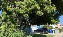 trees shade urban heat islands, absorb carbon dioxide and conserve energy