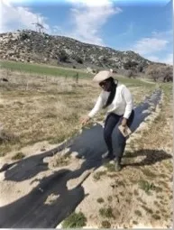 Climate Smart Agriculture Educator, Esther Mosase, out with a local grower as they plant hedgerows.