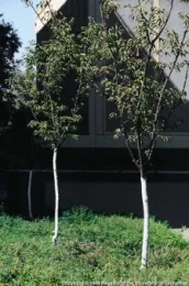 Painted tree trunks, by Jack Kelly Clark, UC