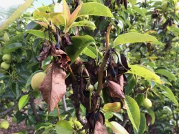 Fire blight on a pear tree, by Allen Buchinski