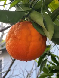 A close-up of a ripe orange with a textured surface hanging from a green-leaved branch.