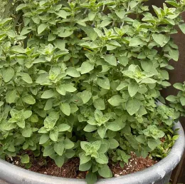 Lush oregano plant with dense green leaves in a gray pot.