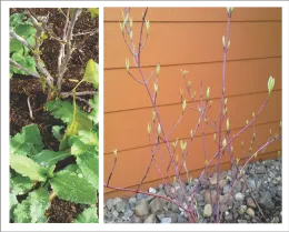 Bougainvillea, Oriental poppies, Dogwood