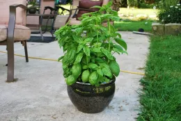 basil2