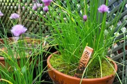 chives