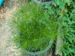 dill