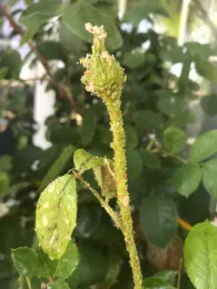 Aphids on roses (Credit: K Windbiel-Rojas)