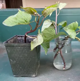 Sweet potato rooting the slips Karen Schaffer
