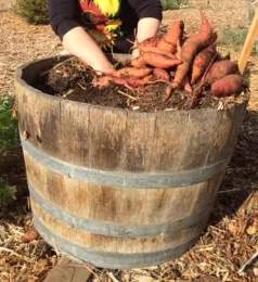 Sweet potatoes in barrel MG Cindy Day