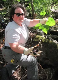 Marin knotweed EDRR Andrea Williams by Anna Dirkse