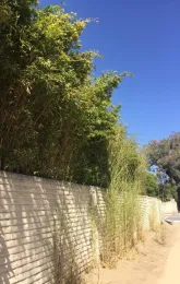 Bamboo escaping under a wall, by Laura Monczynski