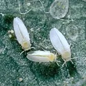 whitefly