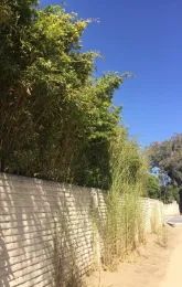 A pathway alongside a textured light wall, with dense bamboo foliage above and thinner grasses growing next to the wall under a bright blue sky.