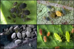 Collage of four microscopic images showing different aphid species on green leaves: dark bean aphids, light green melon aphids, grey potato aphids, and bright green cabbage aphids.