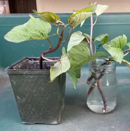 Two sweet potato slips: one in a dark green pot with soil and leaves, and another in a clear jar filled with water, showing roots.