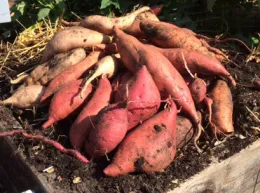 A cluster of freshly harvested sweet potatoes in various shapes and colors, resting on dark soil, with lush greenery in the background.