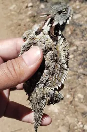 Blainville's Horned Lizard by Sendy Hernandez Orellana
