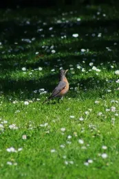 American Robin by Sarah-Mae Nelson